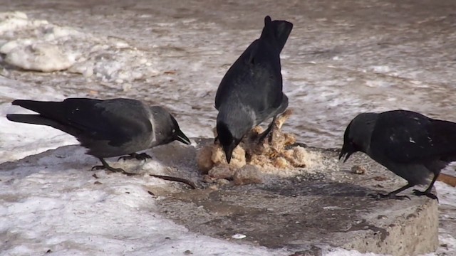 Eurasian Jackdaw - ML201239301