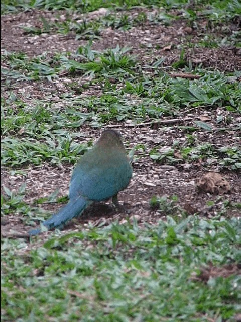 Lesson's Motmot - ML201239331