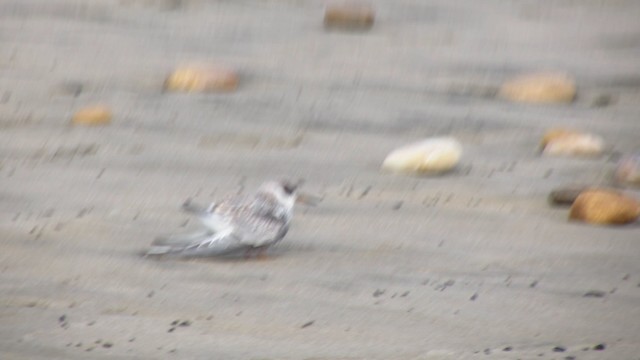 Peruvian Tern - ML201239341