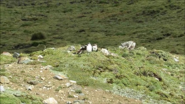 White-bellied Cinclodes - ML201239381