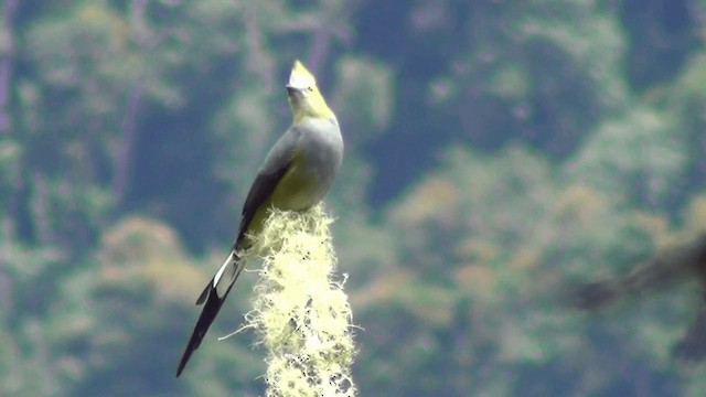 Long-tailed Silky-flycatcher - ML201239391