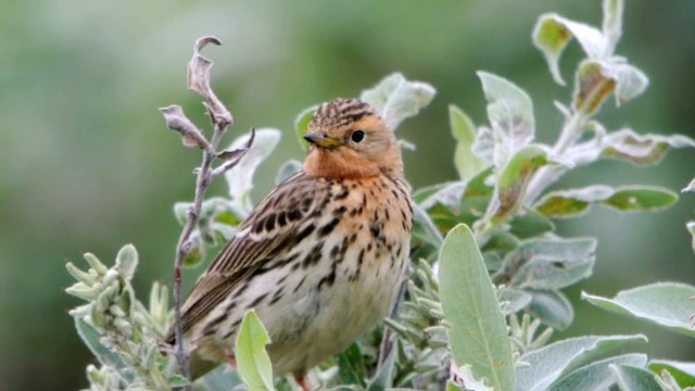 Red-throated Pipit - ML201239601