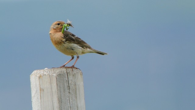 Red-throated Pipit - ML201239611