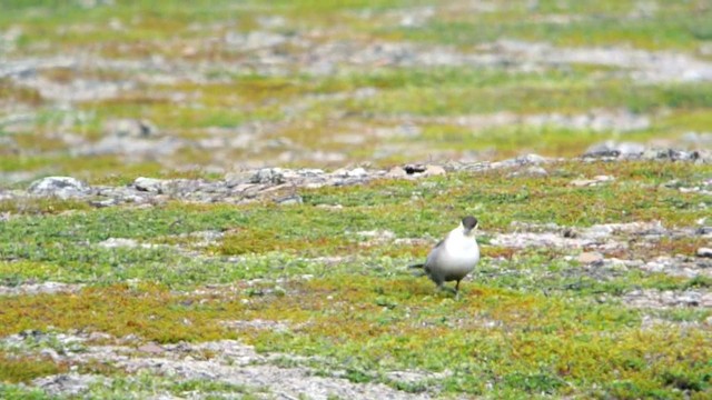 Long-tailed Jaeger - ML201239781