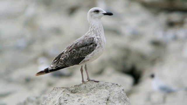 Yellow-legged Gull (michahellis) - ML201239881