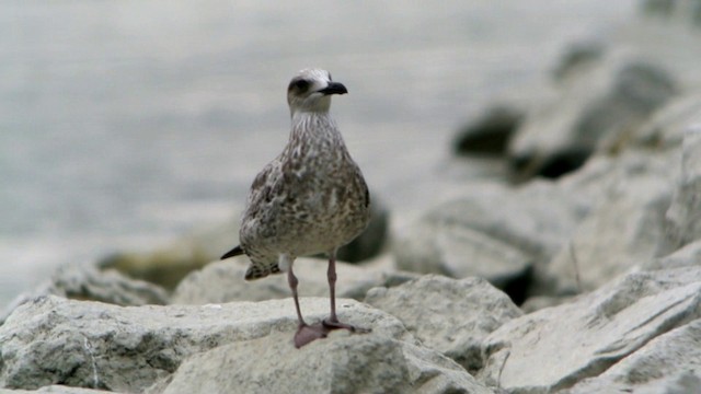 Yellow-legged Gull (michahellis) - ML201239901