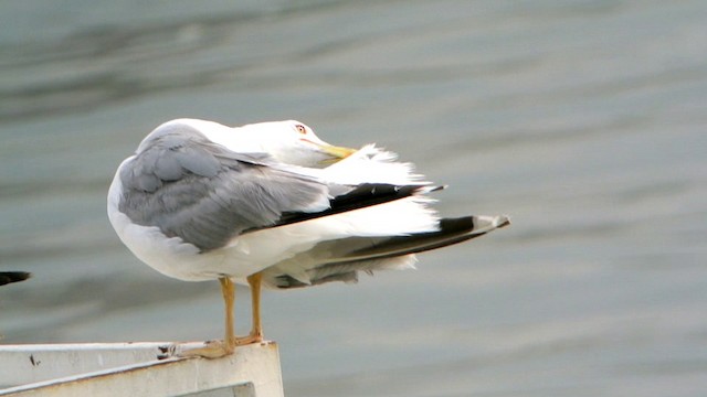 Yellow-legged Gull (michahellis) - ML201239911