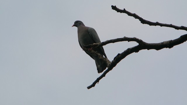Pigeon colombin - ML201239921