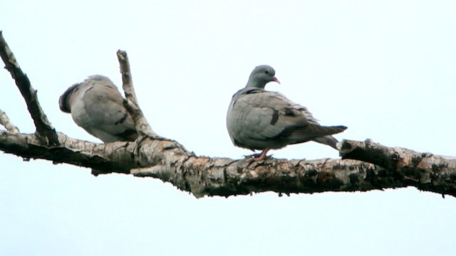 Pigeon colombin - ML201239931