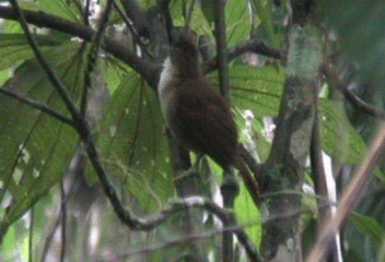 Ticotico Ojiblanco - ML201239941