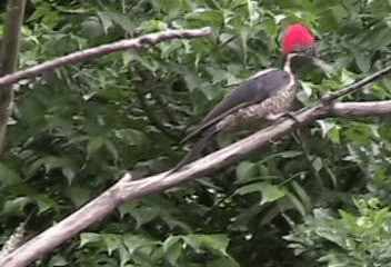 datel proužkovaný [skupina lineatus] - ML201240061