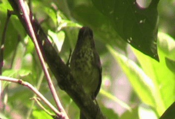 Fleckenbrust-Ameisenvogel - ML201240071