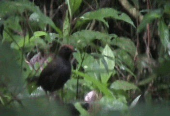 Rufous-capped Antthrush - ML201240081