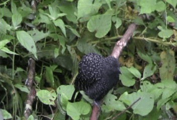 Large-tailed Antshrike - ML201240131