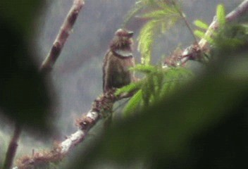 lenivka větší (ssp. striata) - ML201240141