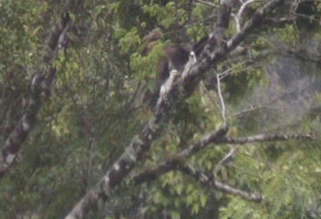 White Woodpecker - ML201240161