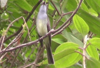 Short-crested Flycatcher - ML201240181