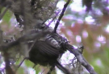 Ochre-collared Piculet - ML201240271