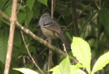Variable Antshrike - ML201240301