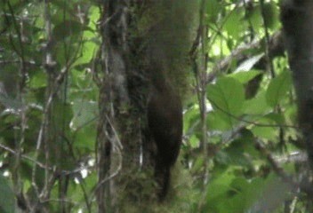 White-throated Woodcreeper - ML201240331