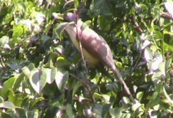 Cocos Cuckoo - ML201240391