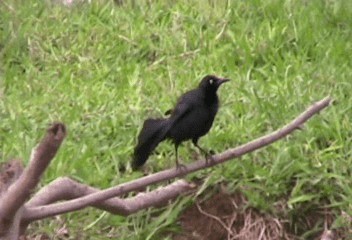 Nicaraguan Grackle - ML201240401