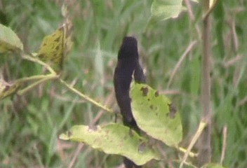 Nicaraguan Seed-Finch - ML201240411