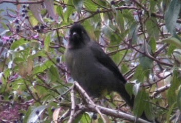 Yellow-thighed Brushfinch - ML201240451