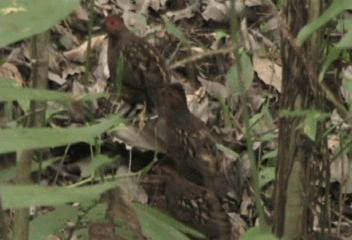 Marbled Wood-Quail - ML201240471