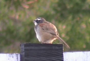 Stripe-headed Sparrow - ML201240491