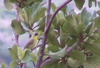 Gray-crowned Yellowthroat - ML201240501