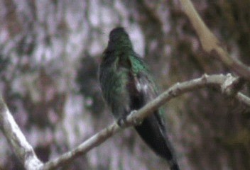 Stripe-tailed Hummingbird - ML201240511
