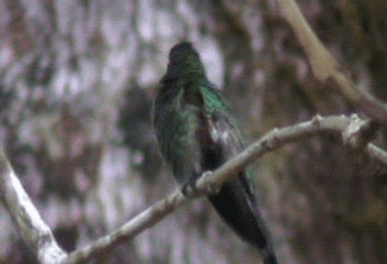 Şerit Kuyruklu Kolibri - ML201240511