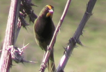 Yellow-faced Grassquit - ML201240521