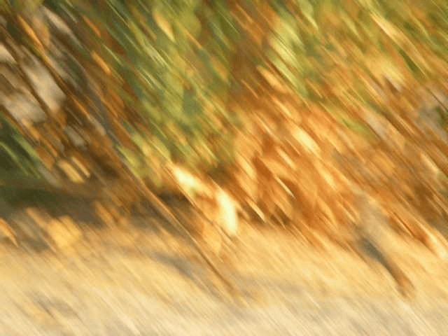 Цөлийн зэржгэнэ - ML201240611