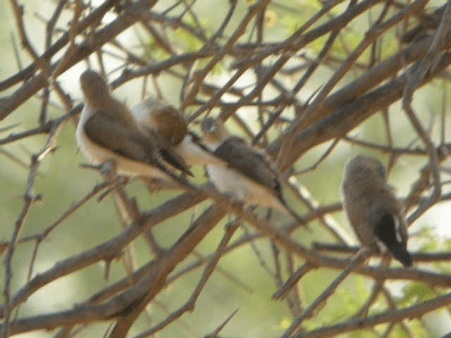 African Silverbill - ML201240641