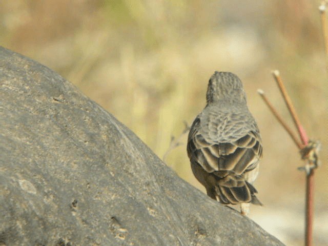 Long-billed Pipit (Arabian) - ML201240651