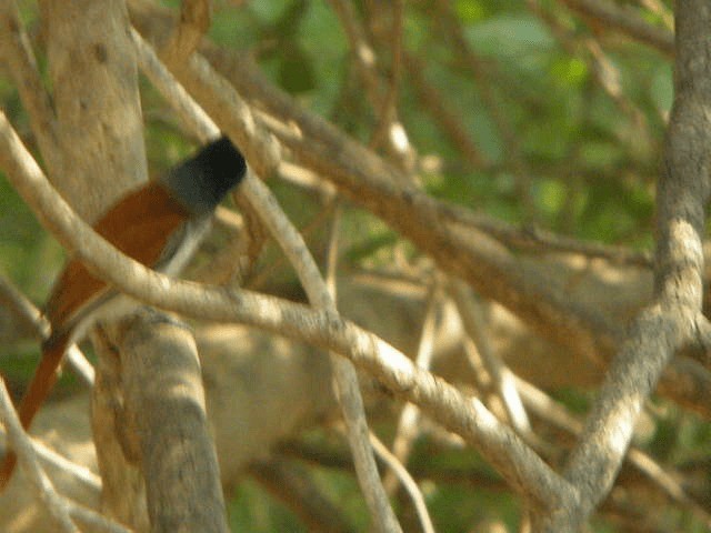 African Paradise-Flycatcher - ML201240681