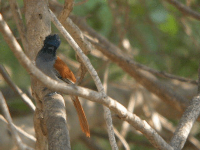 African Paradise-Flycatcher - ML201240691