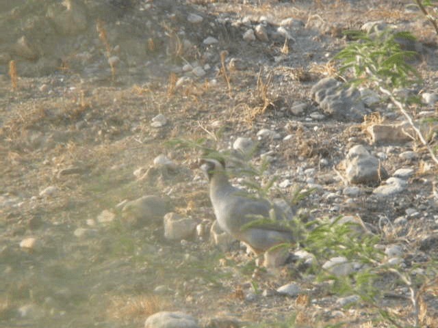 Кеклик чорноголовий - ML201240701