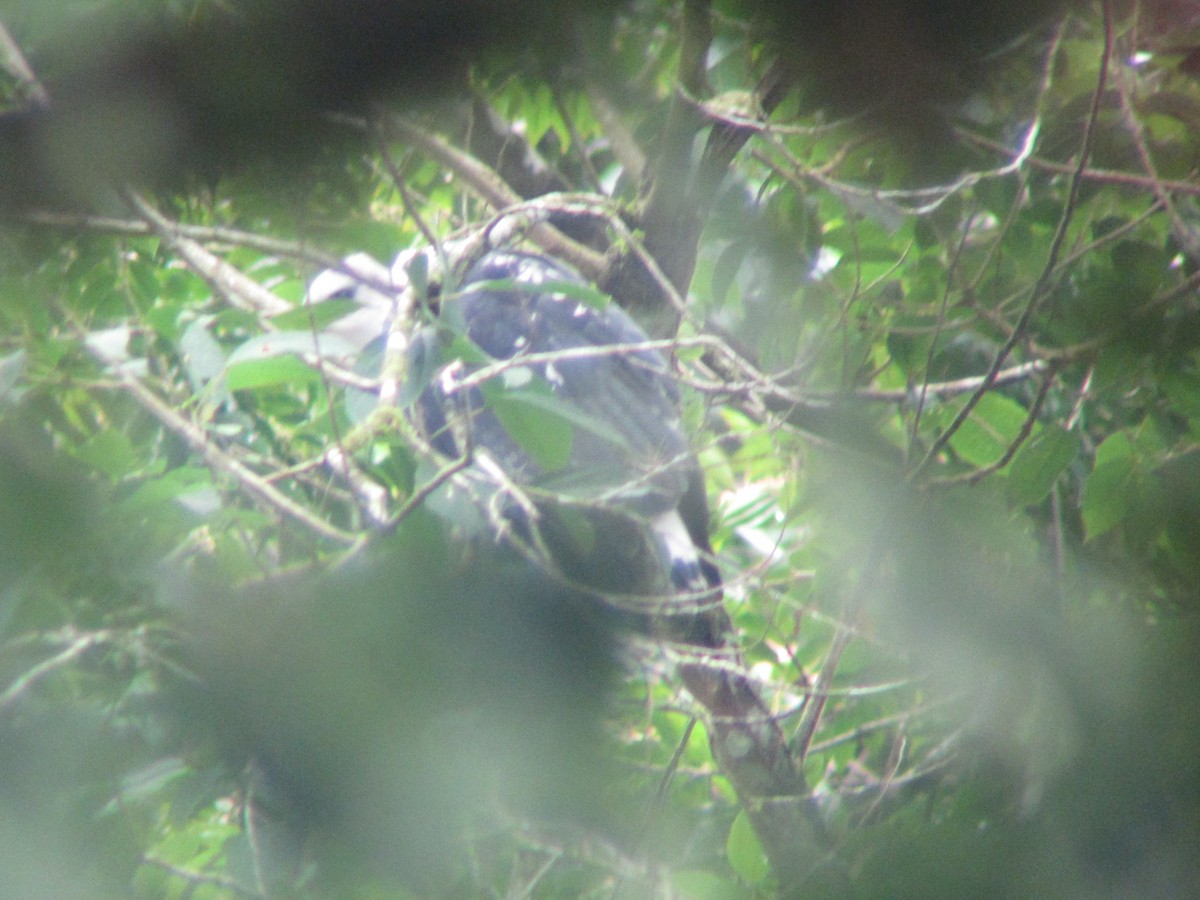 White-necked Hawk - ML20124071