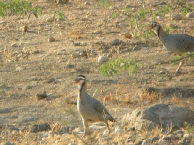 アラビアイワシャコ - ML201240711