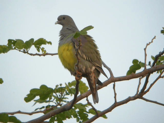 Bruce's Green-Pigeon - ML201240731