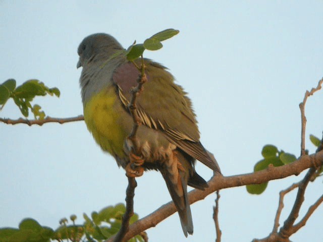 Bruce's Green-Pigeon - ML201240741