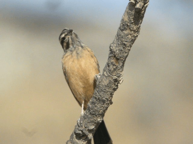 Cinnamon-breasted Bunting - ML201240761