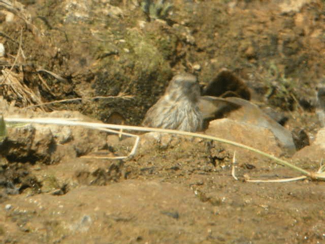 Serín Yemení - ML201240801