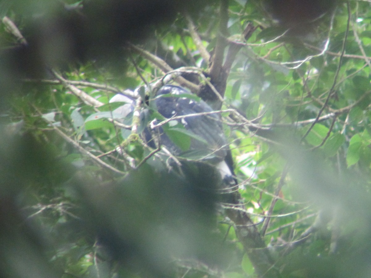 White-necked Hawk - ML20124081