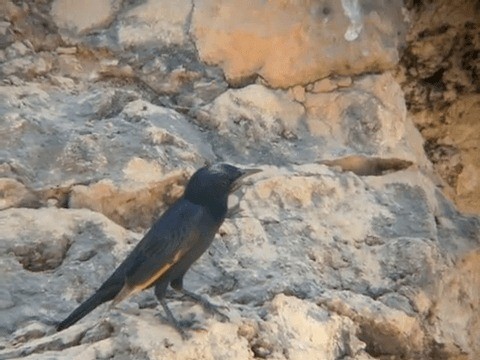 Tristram's Starling - ML201240861