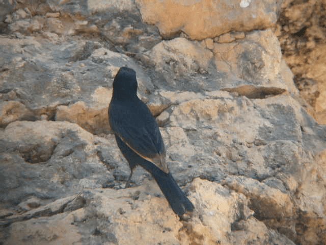 Tristram's Starling - ML201240891