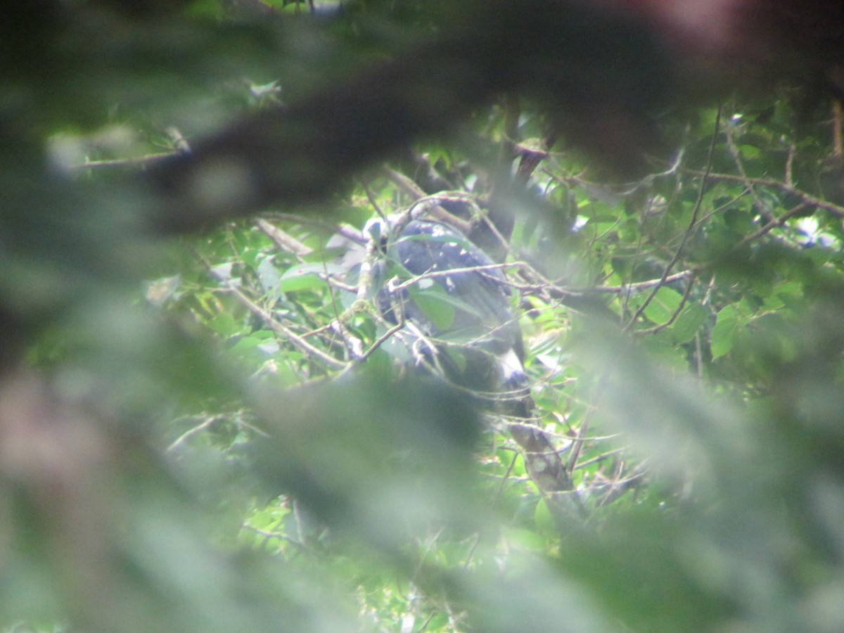 White-necked Hawk - ML20124091